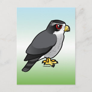 Northern Goshawk Postcard