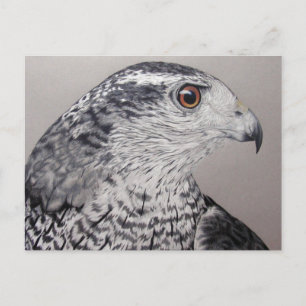 Northern Goshawk Postcard
