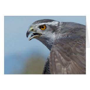 Northern Goshawk Screeching