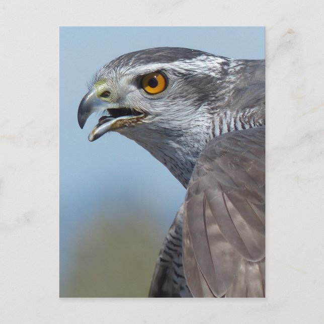 Northern Goshawk Screeching Postcard (Front)
