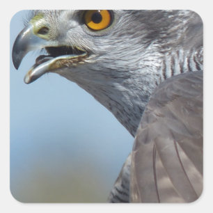 Northern Goshawk Screeching Square Sticker