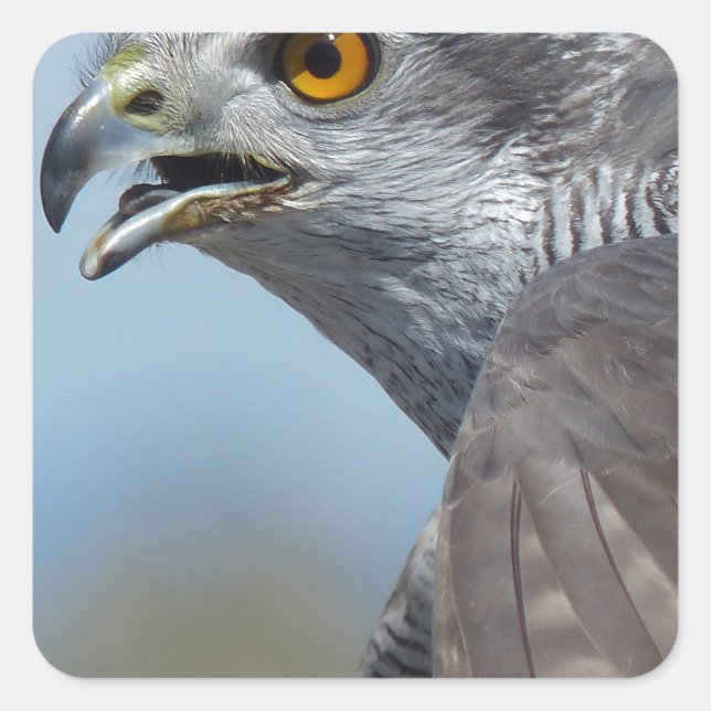 Northern Goshawk Screeching Square Sticker (Front)
