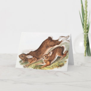 Northern Hare (Lepus Americanus) Illustration Card