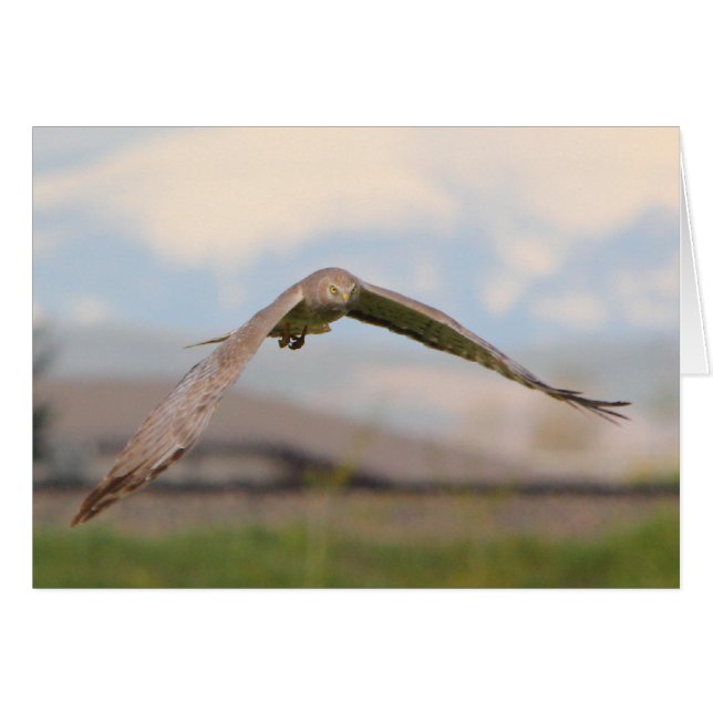 Northern Harrier (Front Horizontal)