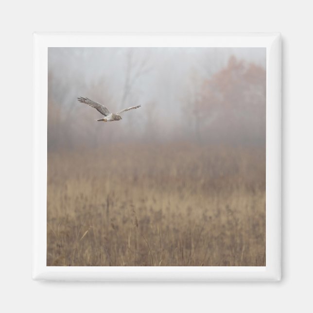 Northern Harrier 2x2 magnet (Front)