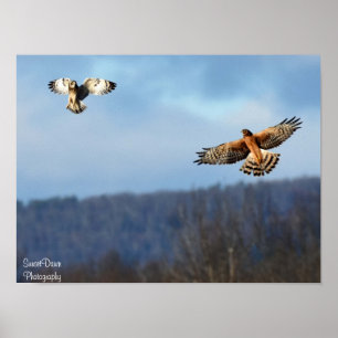 Northern Harrier and Short=Eared Owl Poster
