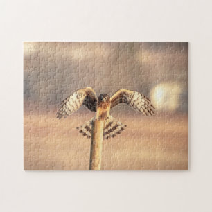 Northern Harrier at the Shawangunk Grasslands Jigsaw Puzzle