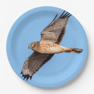 Northern Harrier in Flight Paper Plate