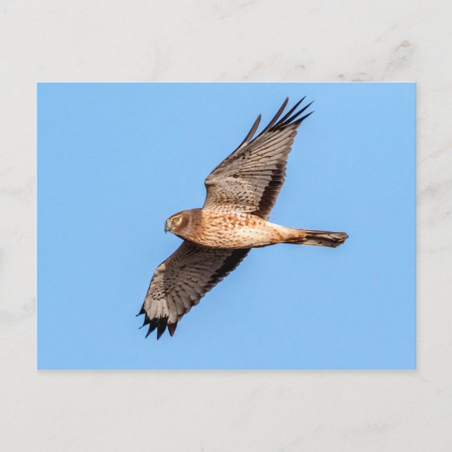 Northern Harrier in Flight Postcard (Front)