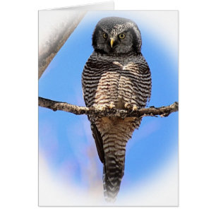 Northern Hawk Owl 4A
