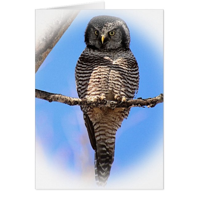 Northern Hawk Owl 4A (Front)