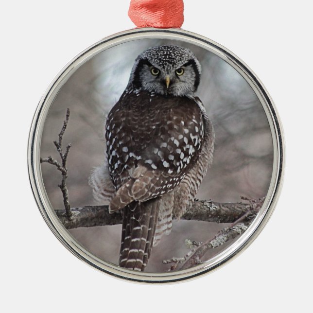 Northern Hawk Owl Metal Tree Decoration (Front)