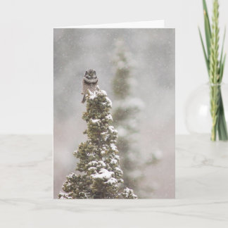 Northern Hawk Owl (Surnia ulula) Season's Greeting Holiday Card