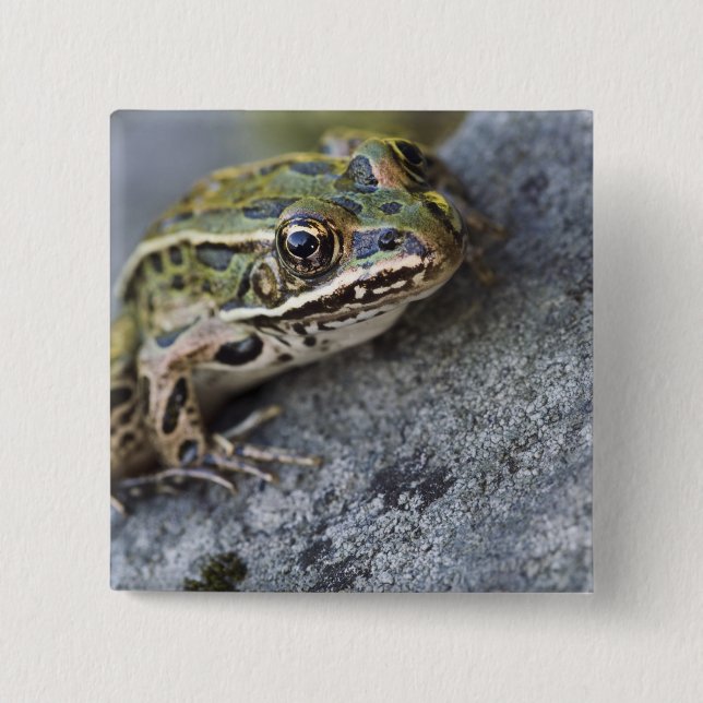 Northern Leopard frog, See-through Island, 15 Cm Square Badge (Front)