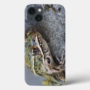 Northern Leopard frog, See-through Island, iPhone 13 Case
