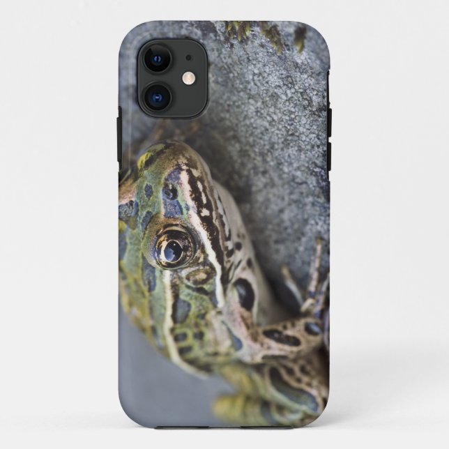 Northern Leopard frog, See-through Island, Case-Mate iPhone Case (Back)
