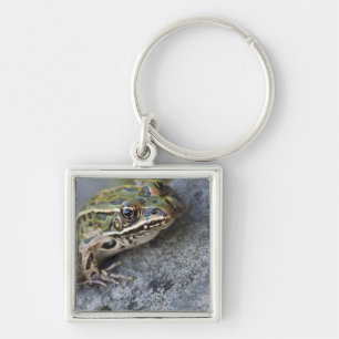 Northern Leopard frog, See-through Island, Key Ring