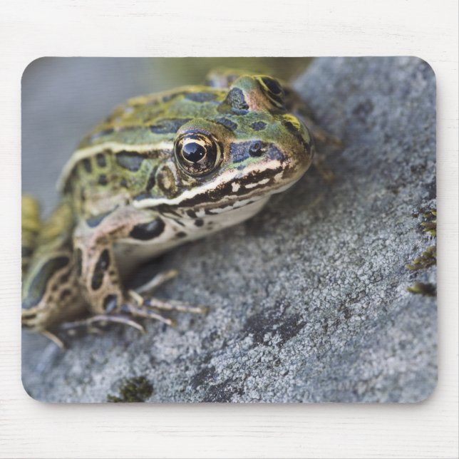 Northern Leopard frog, See-through Island, Mouse Pad (Front)