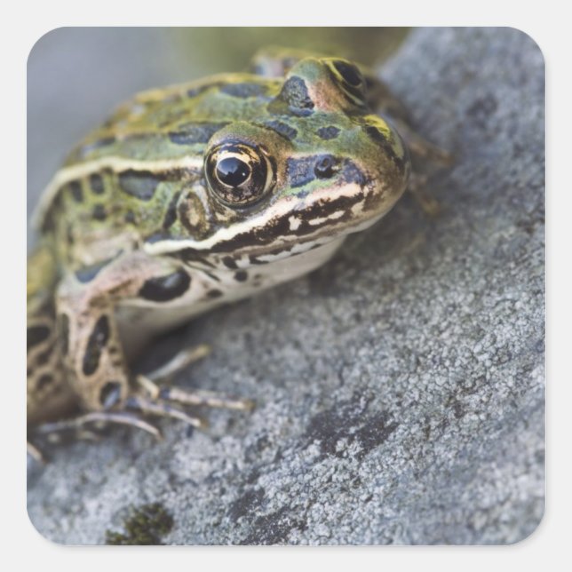 Northern Leopard frog, See-through Island, Square Sticker (Front)