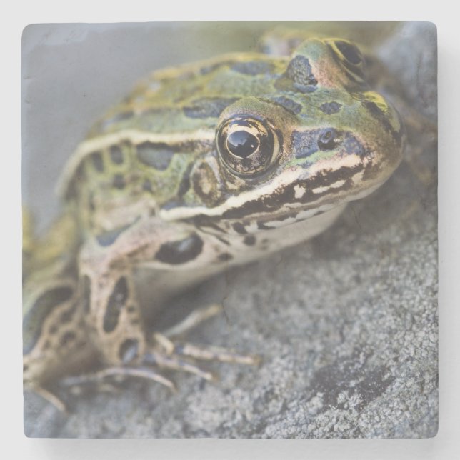 Northern Leopard frog, See-through Island, Stone Coaster (Front)