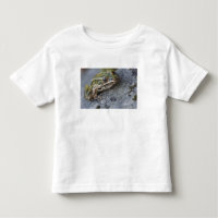 Northern Leopard frog, See-through Island,