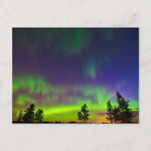 Northern Lights Manitoba Canada Postcard