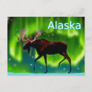 Northern Lights Moose Postcard