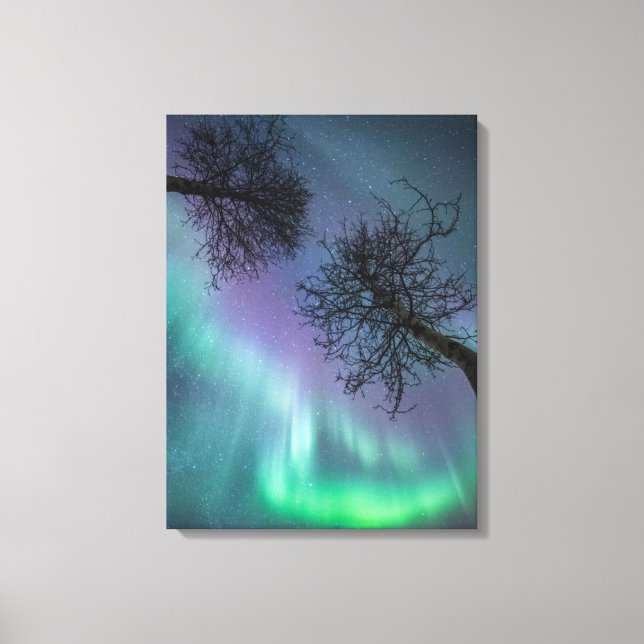 Northern Lights Trees Norway Canvas Print (Front)