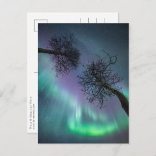 Northern Lights Trees Postcard