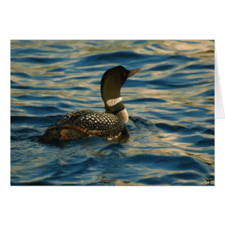 Northern Loon