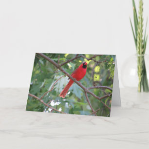 "Northern Male Cardinal" Birthday Card #1
