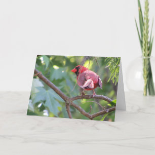 "Northern Male Cardinal" Birthday Card #2