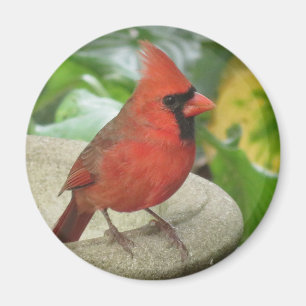 Northern Male Cardinal magnet