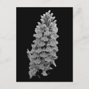 Northern Marsh Orchid Postcard