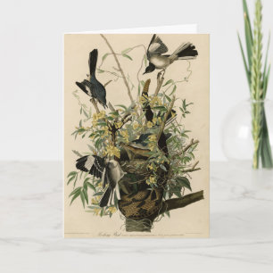 Northern Mocking Bird, Audubon's Birds of America Card