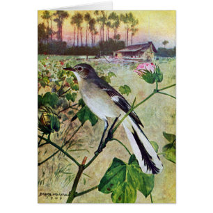 Northern Mockingbird