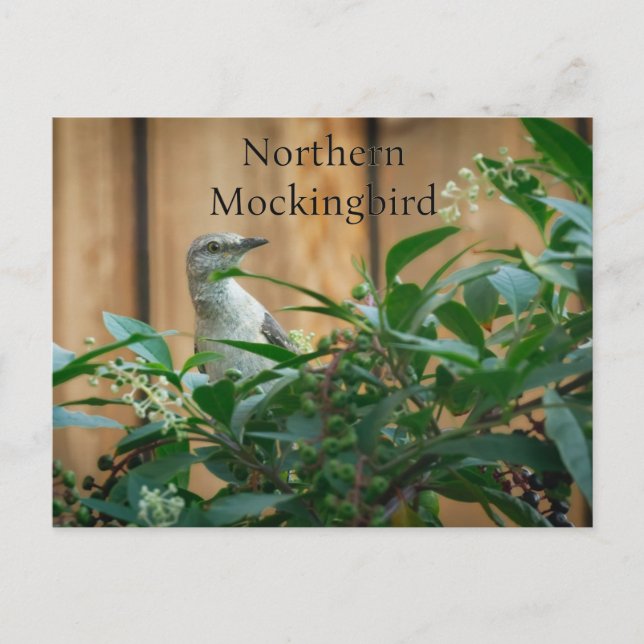 Northern Mockingbird in Pokeweed Plant Postcard (Front)