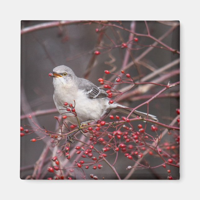 Northern Mockingbird Magnet (Front)
