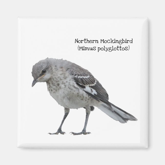 Northern Mockingbird Magnet (Front)
