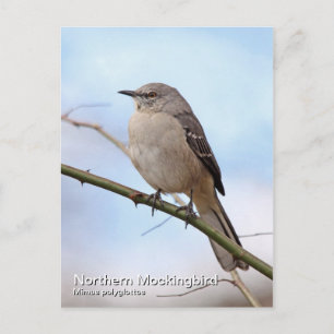 Northern Mockingbird Postcard