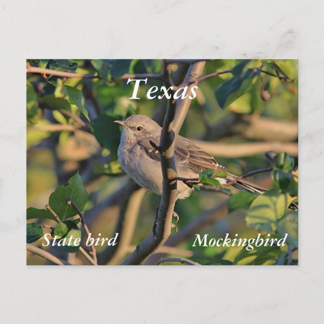 Northern mockingbird postcard (Front)
