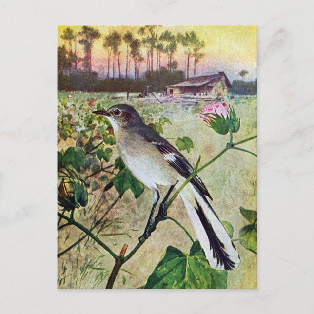 Northern Mockingbird Postcard (Front)