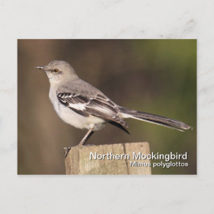 Northern Mockingbird Postcard