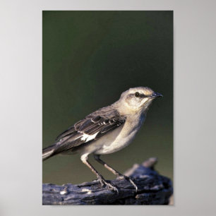 Northern Mockingbird Poster