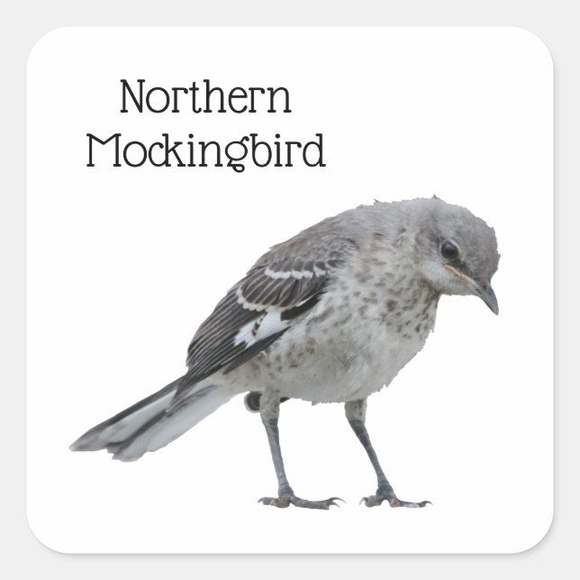 Northern Mockingbird Square Sticker (Front)