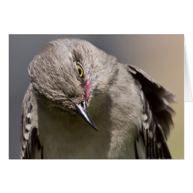 Northern Mockingbird takes a Bow Apparel & Gifts (Front Horizontal)
