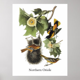 Northern Oriole, John Audubon Poster
