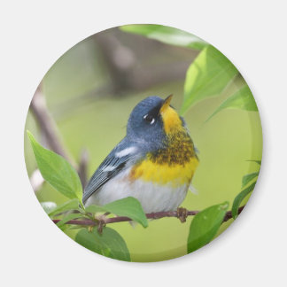 Northern Parula Magnet