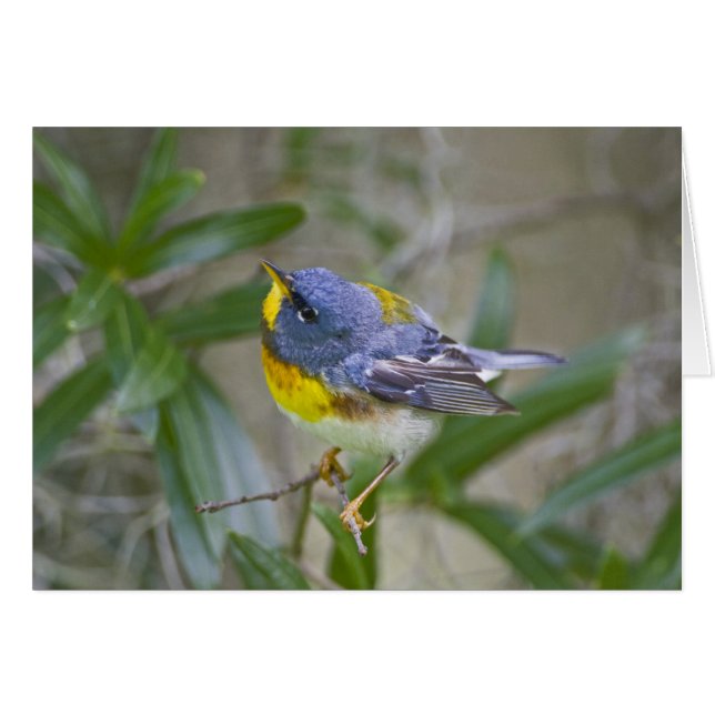 Northern Parula Parula americana) (Front Horizontal)
