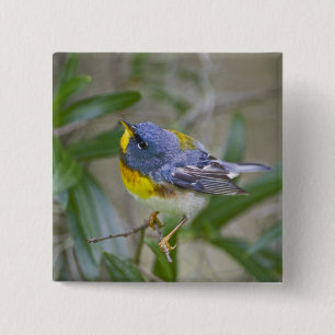 Northern Parula Parula americana) 15 Cm Square Badge